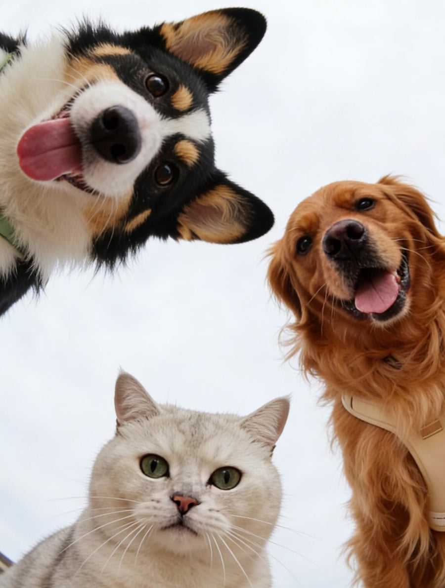 A corgi, a golden retriever and a cat looking down at the camera