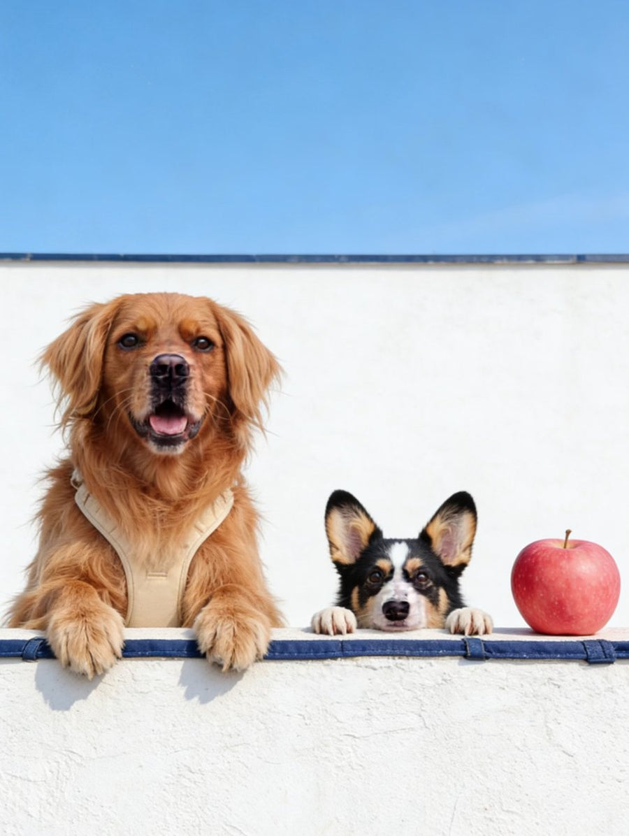 A golden retriever and a corgi resting on a white wall next to an apple